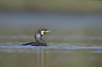 swimming Cormorant