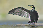 standing Cormorant
