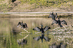 sitting Cormorants