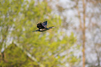 flying Cormorant