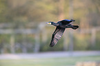 flying Cormorant