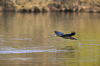 flying Cormorant