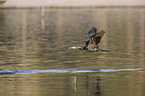 flying Cormorant