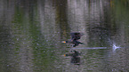 cormorant