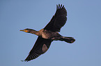 cormorant