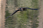 cormorant