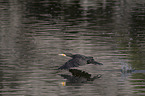 cormorant