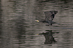 cormorant