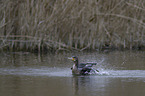 cormorant