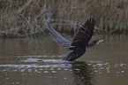 cormorant