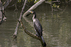 cormorant