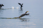 cormorants