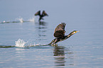 cormorants