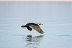 cormorant