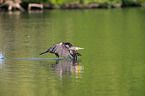 cormorant