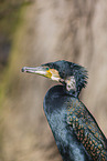 cormorant