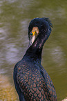 cormorant