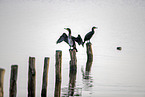 Cormorants sit on posts