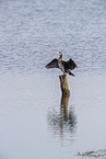 Cormorant