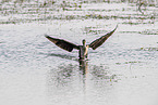 Cormorant