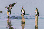 Cormorants sit on posts