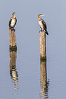 Cormorants sit on posts