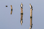 Cormorants sit on posts