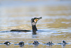 cormorant