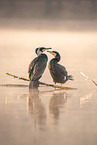 cormorants