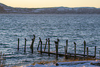 cormorants