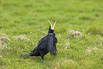 cormorant