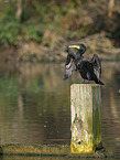 cormorant