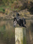 cormorant