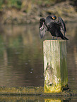 cormorant
