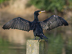 cormorant