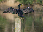 cormorant
