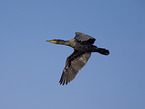 cormorant