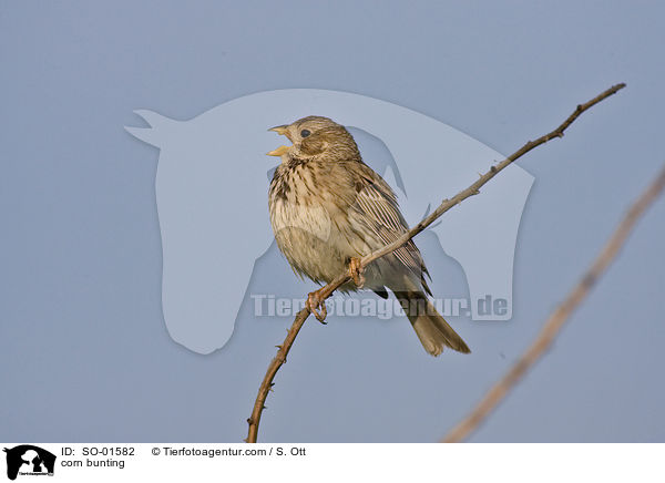 Grauammer / corn bunting / SO-01582