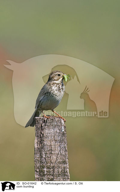 Grauammer / corn bunting / SO-01642