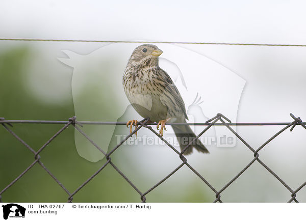 Grauammer / corn bunting / THA-02767