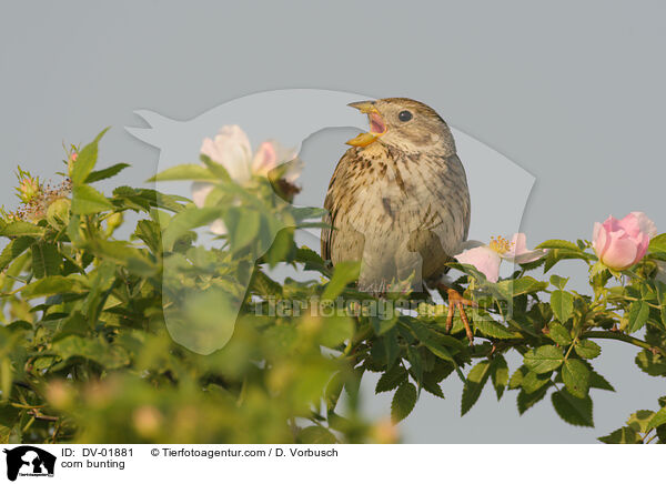 Grauammer / corn bunting / DV-01881