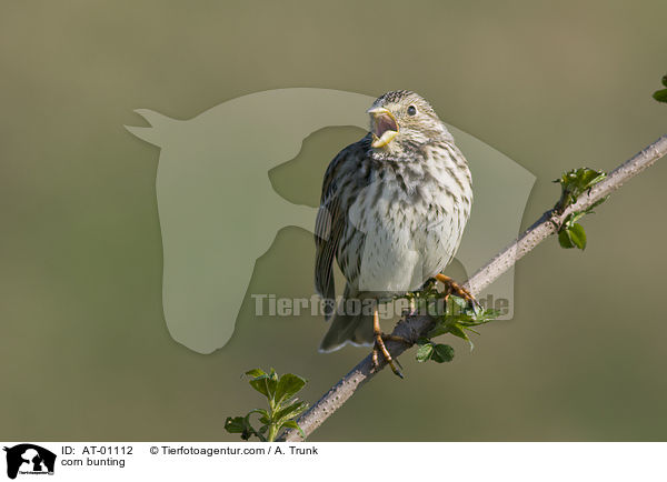 Grauammer / corn bunting / AT-01112