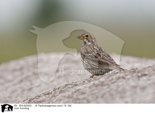 Grauammer / corn bunting / SO-02403