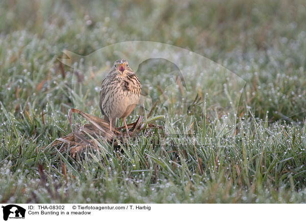 Grauammer auf einer Wiese / Corn Bunting in a meadow / THA-08302