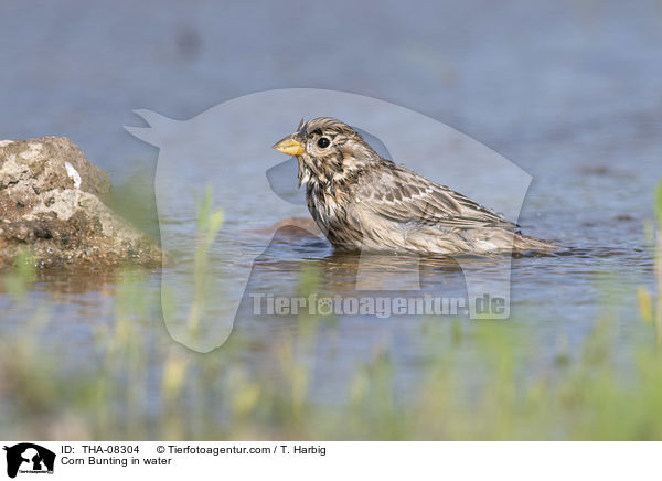 Corn Bunting in water / THA-08304