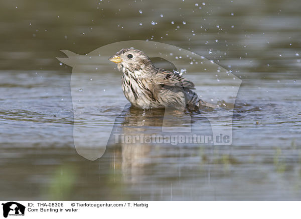 Grauammer im Wasser / Corn Bunting in water / THA-08306