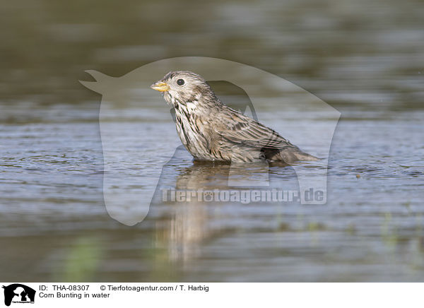 Grauammer im Wasser / Corn Bunting in water / THA-08307