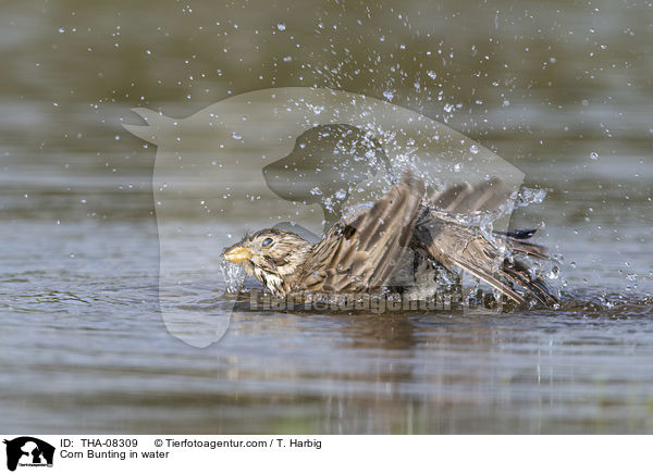 Grauammer im Wasser / Corn Bunting in water / THA-08309