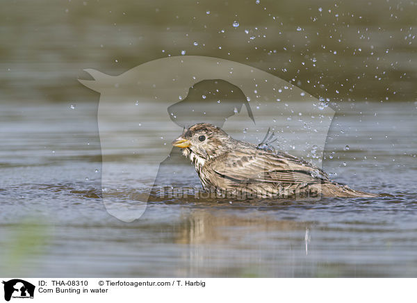 Grauammer im Wasser / Corn Bunting in water / THA-08310