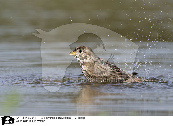 Grauammer im Wasser / Corn Bunting in water / THA-08311